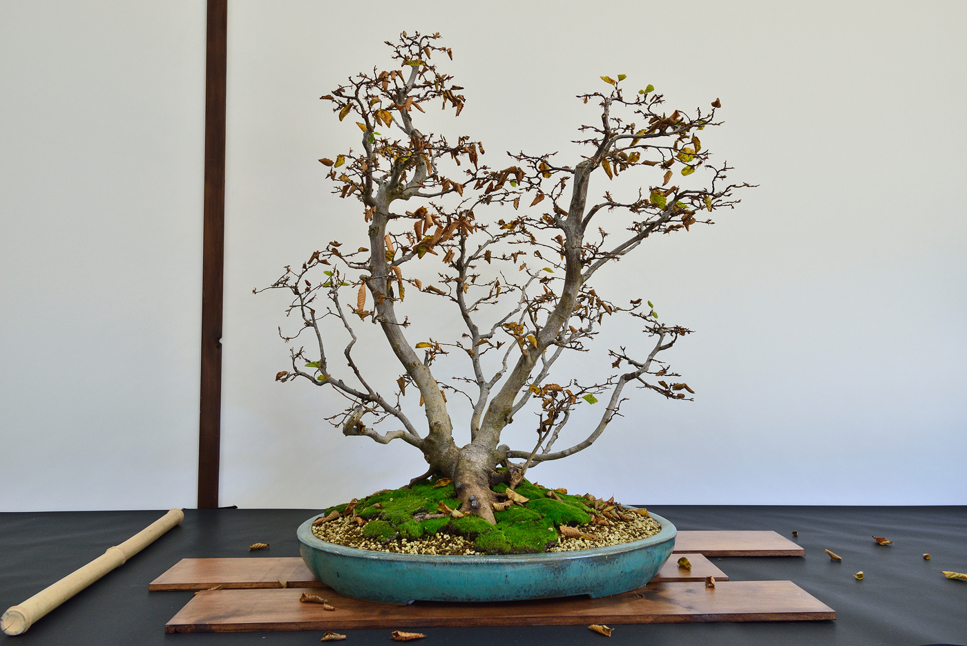 Expo-2022-Arbre-en-pot-Charme-commun-1.j