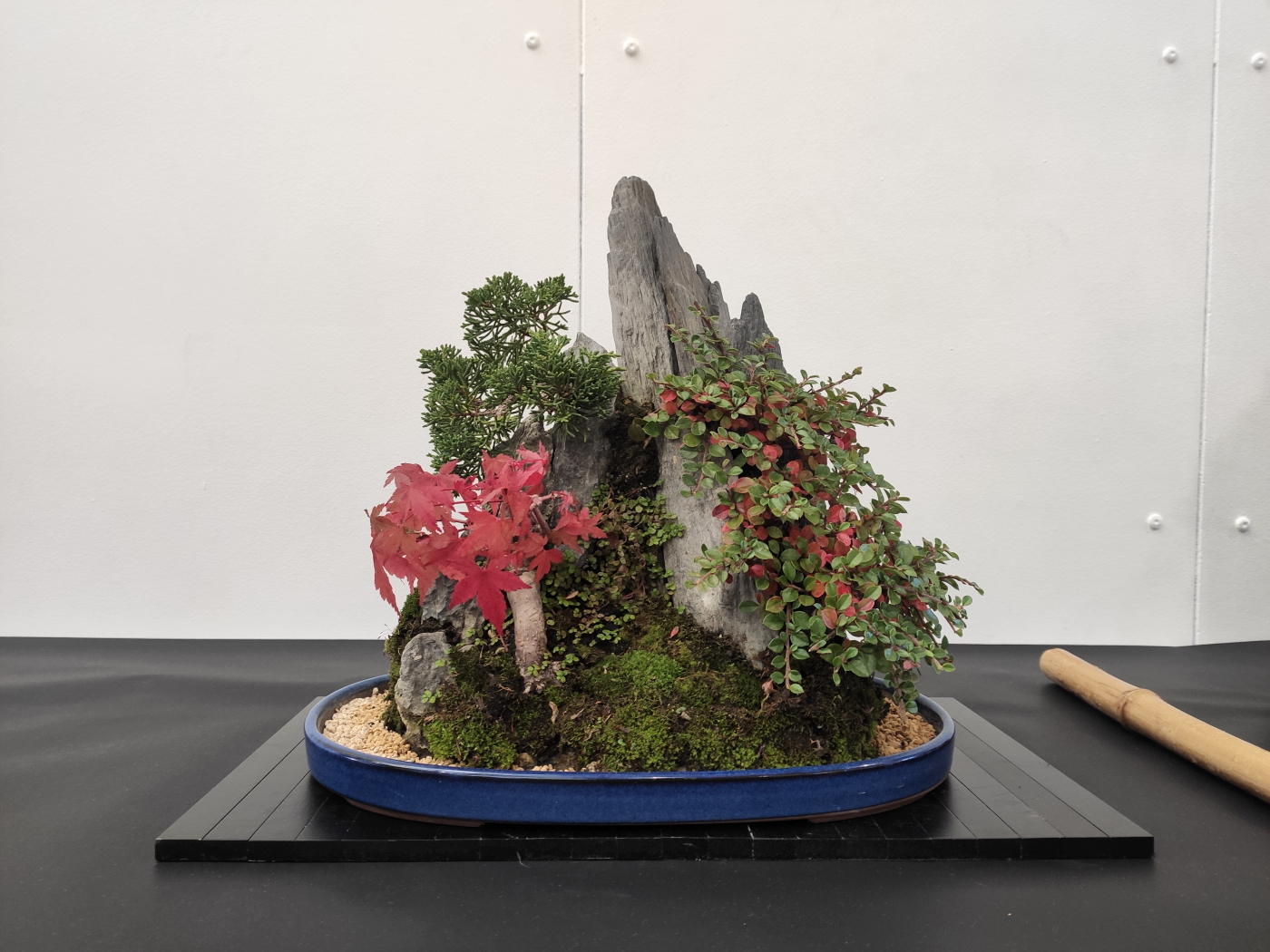 Expo-2022-Arbre-en-pot-Composition-sur-r