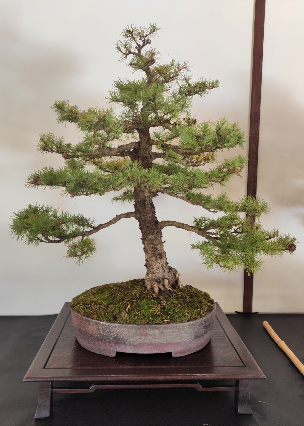 Expo-2022-Arbre-en-pot-Meleze.jpg