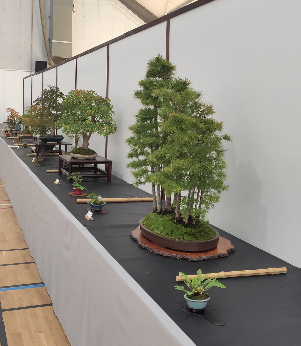 Expo-2022-Arbre-en-pot-Presentation-1.jp