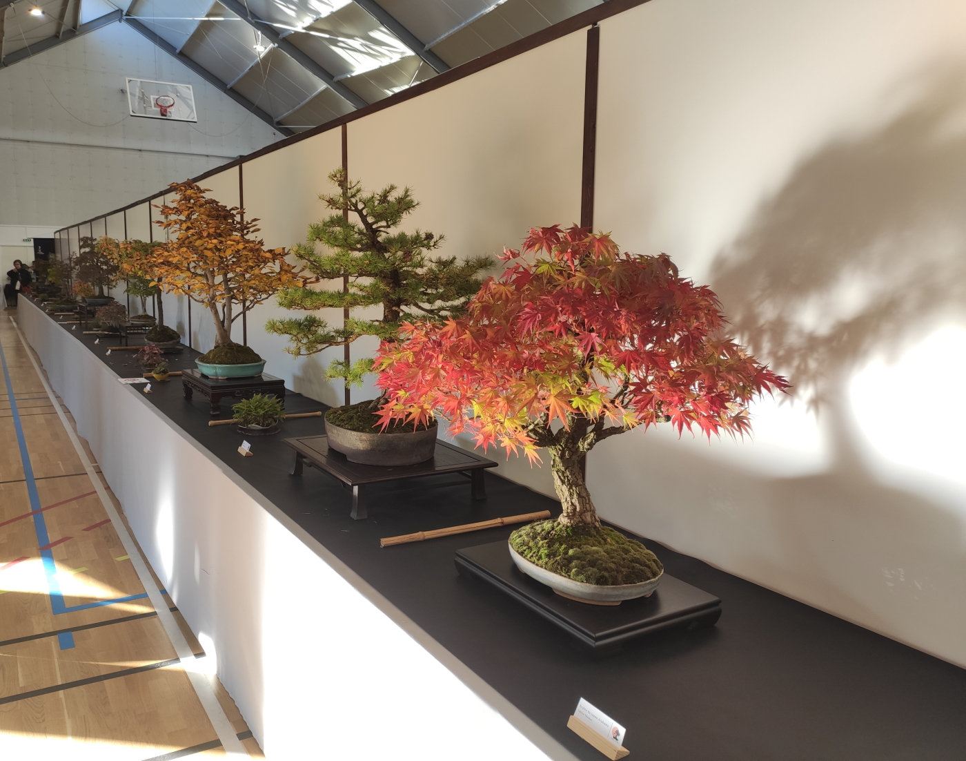 Expo-2022-Arbre-en-pot-Presentation-2.jp