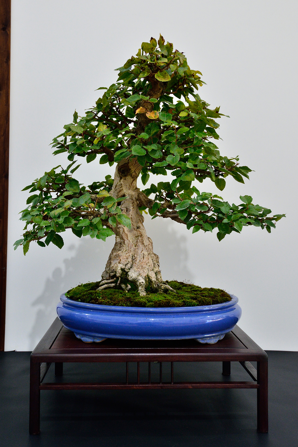 Expo-2022-Arbre-en-pot-charme-de-coree-1