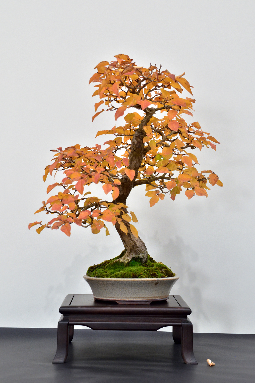Expo-2022-Arbre-en-pot-charme-de-coree-3
