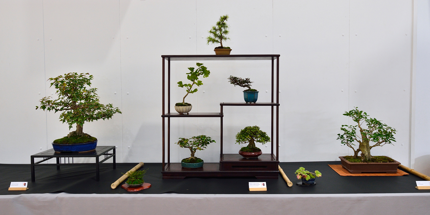 Expo-2022-Arbre-en-pot-composition-4.jpg