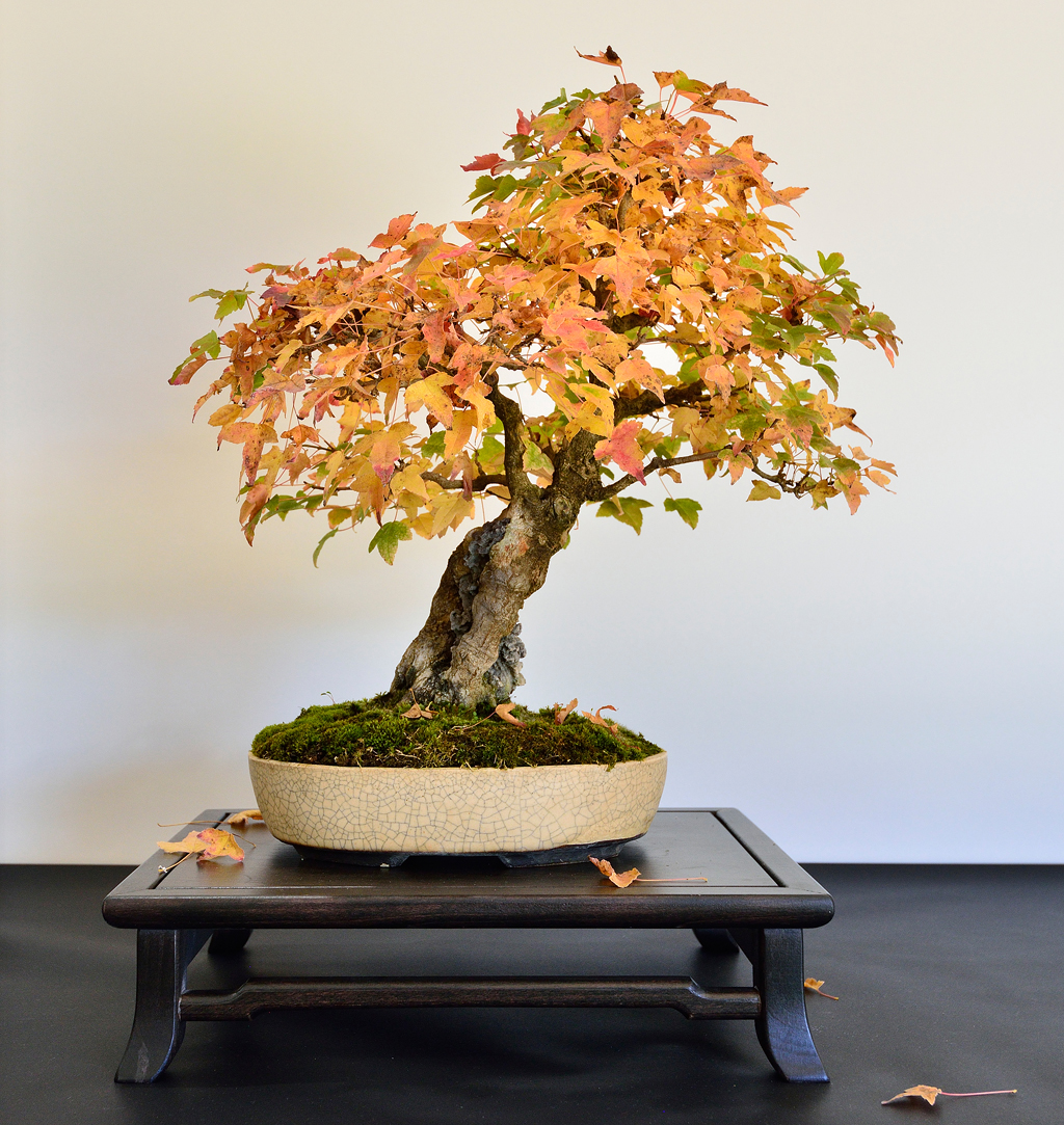 Expo-2022-Arbre-en-pot-erable-burger-1bi