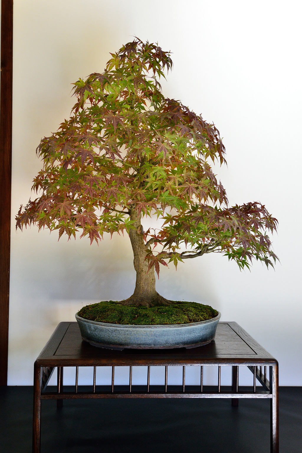 Expo-2022-Arbre-en-pot-erable-japon-11.j