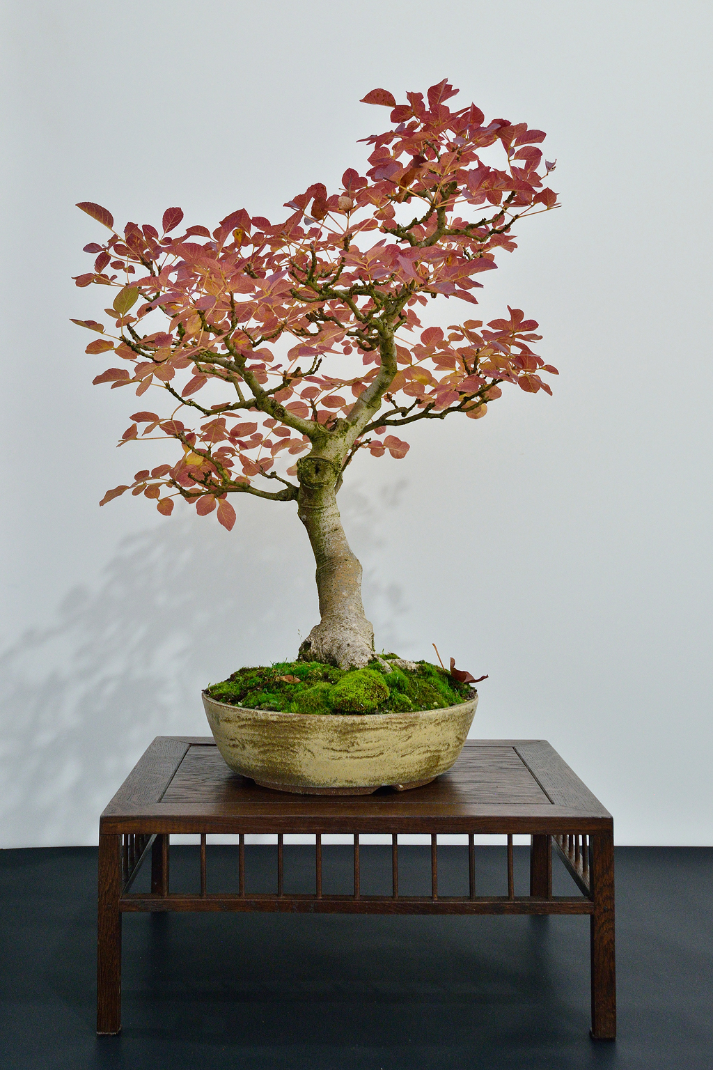 Expo-2022-Arbre-en-pot-frene-bis.jpg