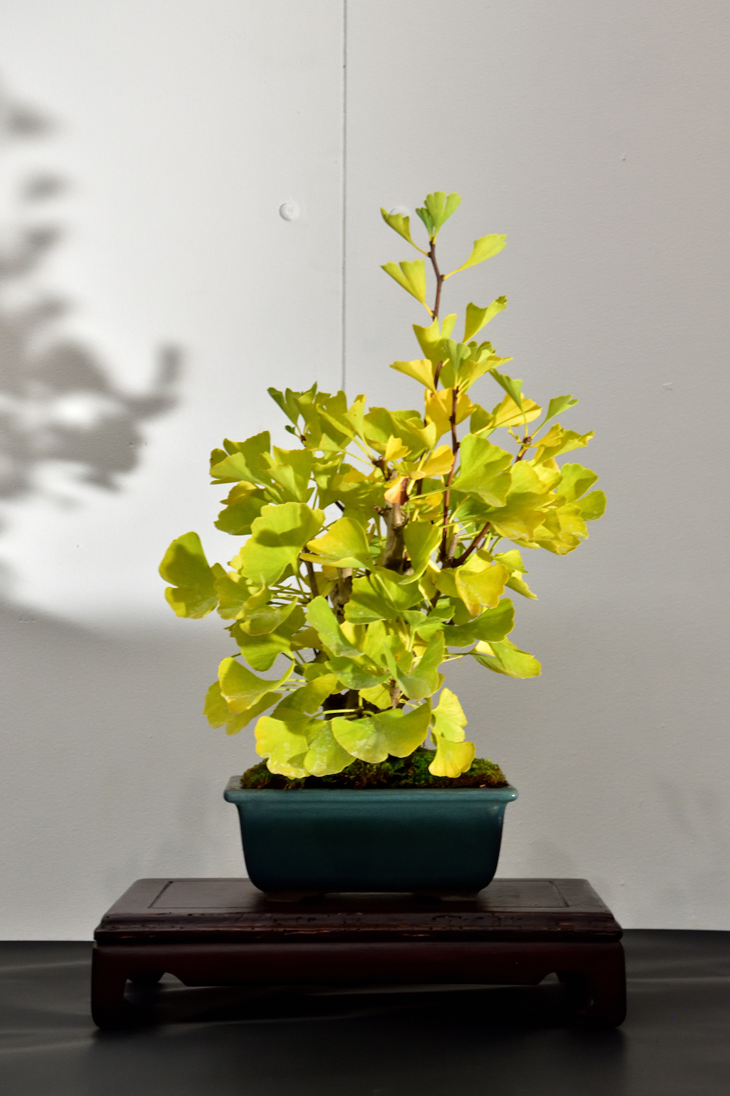 Expo-2022-Arbre-en-pot-ginkgo-12.jpg