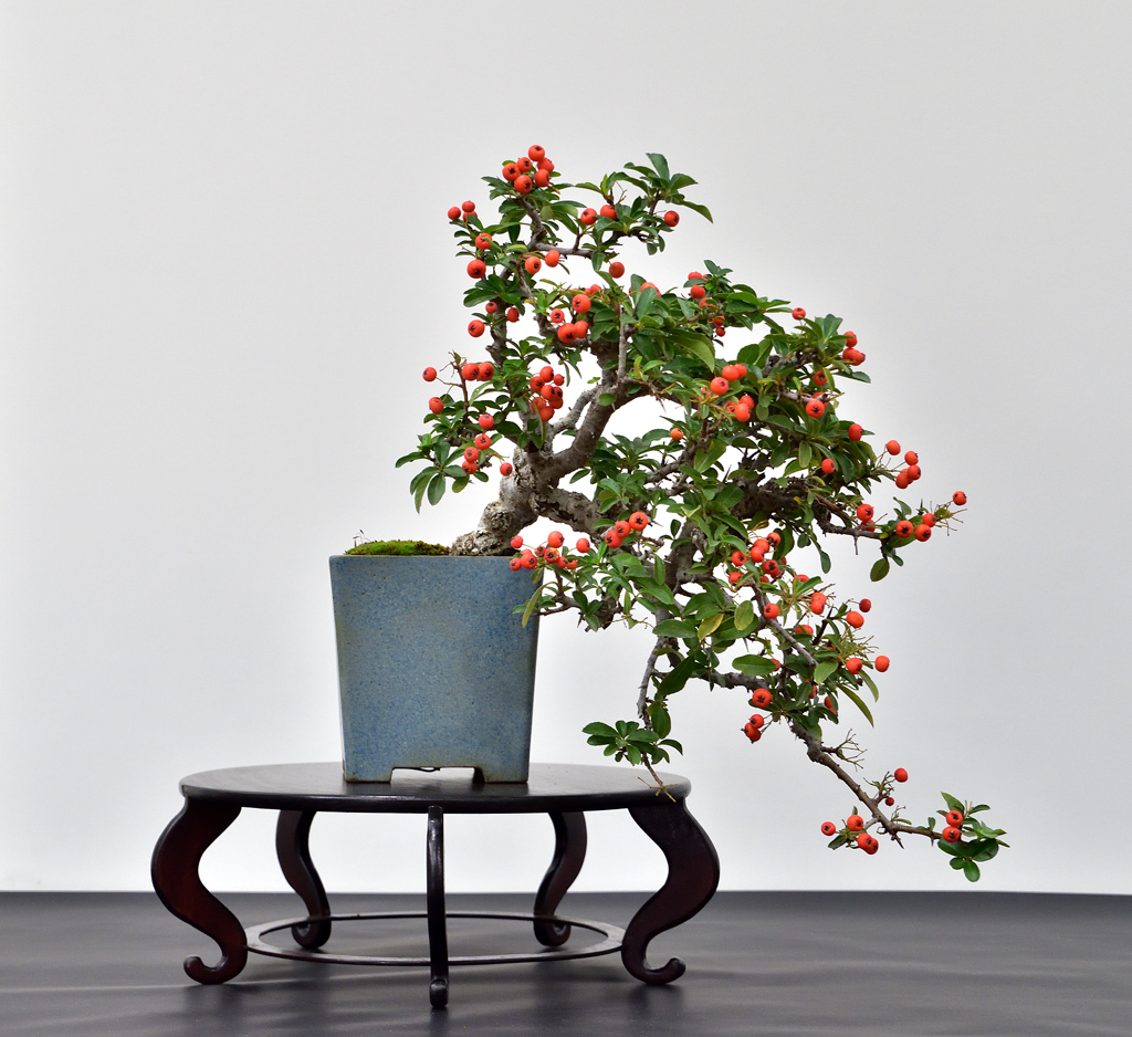 Expo-2022-Arbre-en-pot-pyracantha-1.jpg